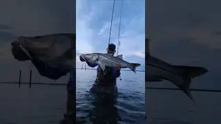 Monster snook #wadefishing #saltwater #snookfishing #big #shorts #fishing #indianriverlagoon #life