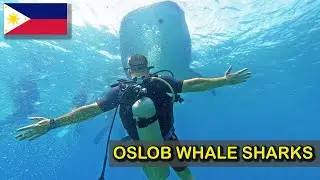 Oslob Whale Sharks Encounter! Unforgettable Experience! 🇵🇭
