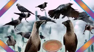 Most Beautiful Crow Sound Video 🐦&zwj;⬛🐦🌳📸| Look Beautiful Crow Sound Video 👀🐦&zwj;⬛🐦|