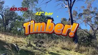 Extreme Chainsaw Power &ndash; Stihl MS500i with 42&rdquo; Bar Takes Down a Massive Stringybark Tree, #tree,
