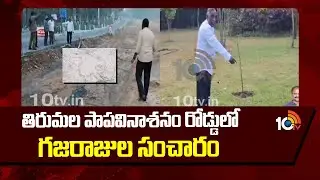 Elephants Roaming At Tirumala Papavinasanam Road | తిరుమల పాపవినాశనం రోడ్డులో గజరాజుల సంచారం | 10TV