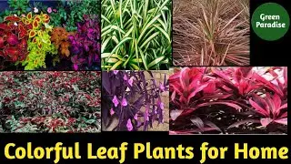 Beautiful and Colourful Leaves Plants for Home & Office | Decorative Leaf Plants |🌱
