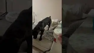 HE SWARES HES TINY… 🤣🤦‍♂️ #canecorso #trending #funnydogs #shorts