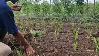 THE GENIUS TRICK BEHIND SUCCESSFUL MANUAL RICE PLANTING! -Agriculture Farming