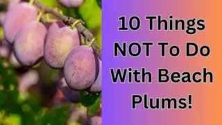 10 Things NOT To Do With Beach Plums!