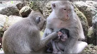 Dana Mother Monkey And Her Newborn Baby Daniela Monkey Fall In Sleep At Noon