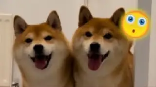 What's better than 1 shibe