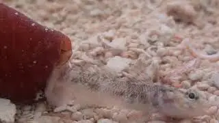 Marine snails stun and consume fish