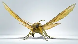 Rigged 3D moth by Joel Stutz