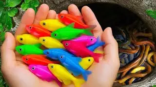 Catch Strange Freshwater Aquarium Fish in Garden, Baby Turtles, Goldfish, Bronze Guppy, Catfish