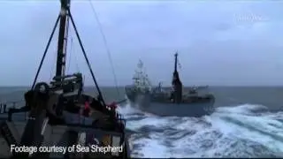 Japanese whaling fleet attempts to prop foul the Sea Sheperd's Steve Irwin