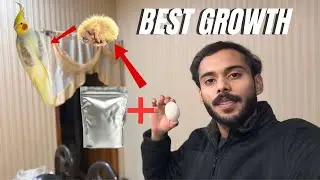 How to Make Hand Feed 100x Healthier For Chicks 😍! 