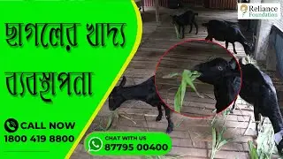 ছাগলের খাদ্য ব্যবস্থাপনা | Feed management for Goat