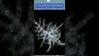 First artificial multicellular organism (Snowflake yeast), Will Ratcliff #reasonwithscience #science