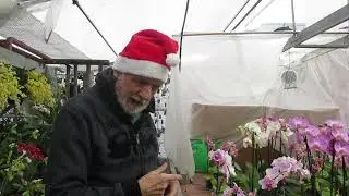 Cura orchidee in casa, video n° 3 quanta luce e l' illuminazione artificiale
