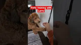Potty training a puppy to go outside