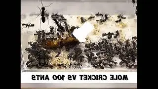 Mole Cricket vs Ant Army &ndash; Ultimate Insects War Fight