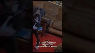 Funny Dog Prank - Traumatized Pup After a Joke #dogprankvideo #funnydog #dogcomedy #dogplaying
