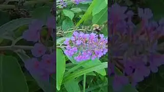Snowberry Clearwing Hummingbird Moth #nature #clearwingmoth # hummingbirds