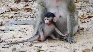 Cute Baby Monkey Patty