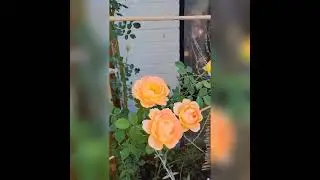 Desert Cottage Garden tour for June 2022