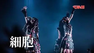 【ライブ映像】細胞/ベンジャス！【ベンジャス！現体制終了公演~拳愛祭2025~】