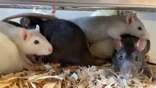 Cleaning Freedom Breeder Rodent Rack. Music Video