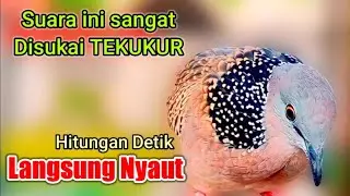 TEKUKUR GACOR Suara Besar - ini sangat cocok untuk masteran pancingan semua jenis burung TEKUKUR,