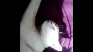 Mon chat en total confiance