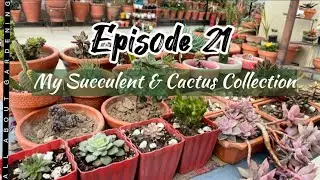 My Succulent & Cactus Collection (Part 1) | Gardeningg Hub.