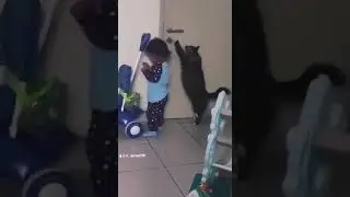 funny moments animals #funny #funnymoments #animals #shorts