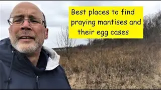 How to Find a Praying Mantis Egg Case 🐛 | Easy Field Guide