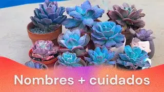 Suculentas con carunculas | Mi pequeña colección