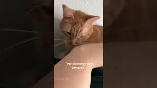 Orange cat behaviors 😂😂😂#cat#catvideos #orangecat#fyp