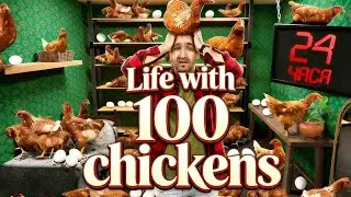 Если вы живёте со 100 курами, как долго вы сможете там оставаться?