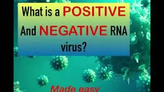 What does it mean by Positive and Negative Sense RNA virus?