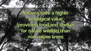 Native and Non-Native Tree and Plants