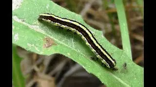 Гусеница. Капюшонница чертополоховая. ( Cucullia lucifuga )