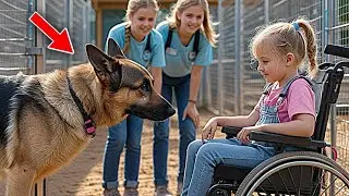 Paralyzed Little Girl Visits Shelter&mdash;What This Aggressive German Shepherd Did Next Shocked Everyone!