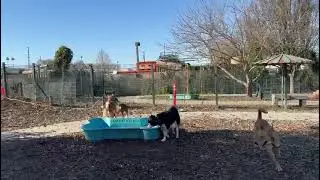 Boone King Kong Ellie Tootsie Roll