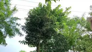 ASMR Nature Sounds | Birds, Animals, Wind & Moving Clouds for Relaxation