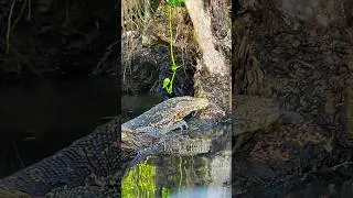 RARE Water Monitor Lizard #shorts