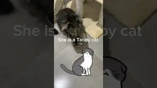 Introduction to my pet cat Alisha