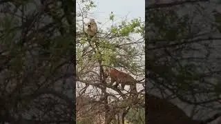 Tiger 🐯 and monkey 🐒 tree 🌲 amazing fight!