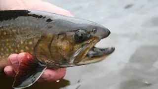 Spring Creek Brook Trout | Ontario
