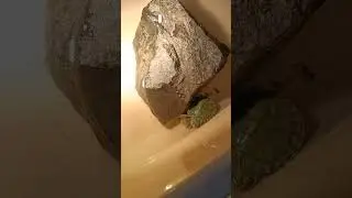 Cute turtles sleeping on each other and basking uvb light. #turtle #viral #cute #cutebaby #iloveyou