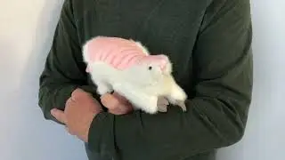 3228 Pink Fairy Armadillo/ Rosa Feen-G&uuml;rteltier