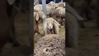Хозяйство Абдукарим на обзор! #arshan#asyltukum#sheepbreeding#ram#lam#lamb#kyrgyzstan#kazakhstan#rus