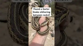 Found a Common Garter Snake slithering between rocks! #snakes #herping #reptiles #gartersnake