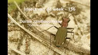 Insect van de Week 156: Duitse zandloopkever